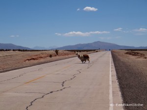 Alpaca crossing!