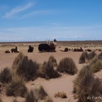 Herd of Alpacas