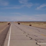 More alpacas crossing the road!