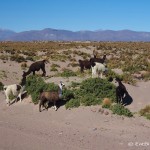 The sand dunes were popular with the local llamas