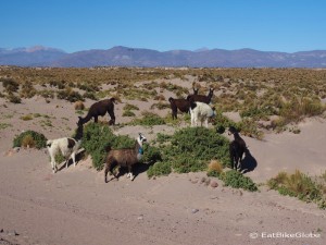 The sand dunes were popular with the local llamas