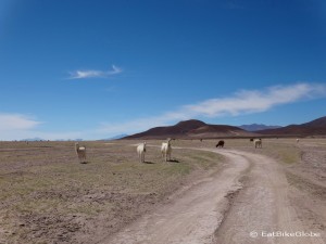 We met lots of llamas on our way to the Salar de Coipasa