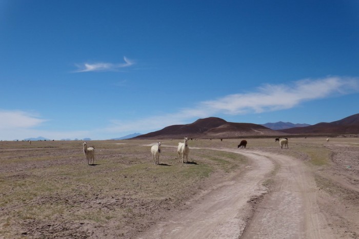 Bolivia - We met lots of llamas on our way to the Salar de Coipasa