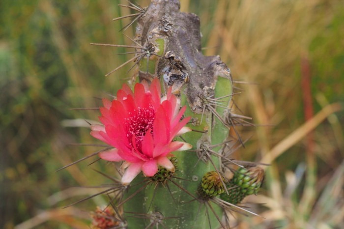 Bolivia - Cactus in bloom, Valle de la Luna (Valley of the Moon), near La Paz