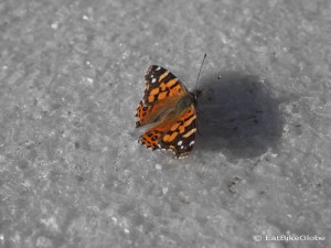 There were butterflies on the salar!