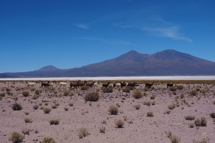 Bolivia - Day 1 of the Laguna Route: Llamas