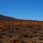 Day 2 of the Laguna Route: Vicunas at the top of the 10km climb