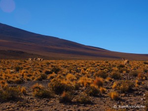 Day 2 of the Laguna Route: Vicunas at the top of the 10km climb
