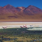 Day 2 of the Laguna Route: Flamingos at Laguna Canapa