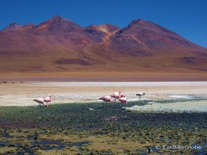 Day 2 of the Laguna Route: Flamingos at Laguna Canapa