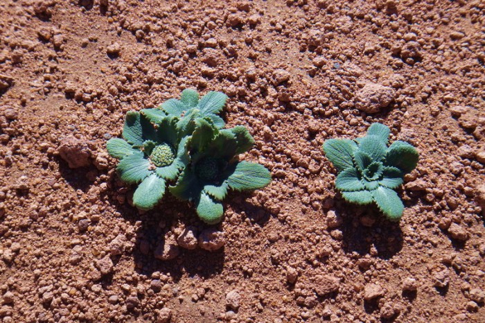 Bolivia - Day 3 of the Laguna Route: Some greenery! What amazing little plants