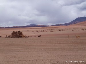 Day 4 of the Laguna Route: Vicunas