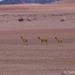 Day 4 of the Laguna Route: Vicunas