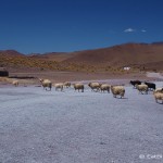 Day 4 of the Laguna Route: Sheep at Laguna Colorado