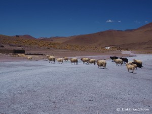 Day 4 of the Laguna Route: Sheep at Laguna Colorado