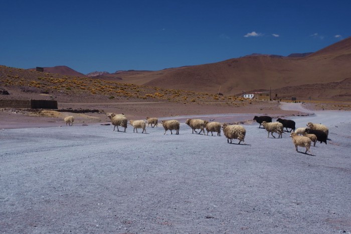 Bolivia - Day 4 of the Laguna Route: Sheep at Laguna Colorado