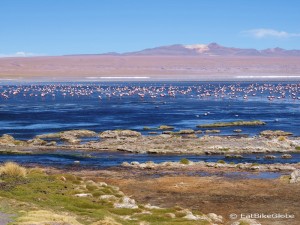 Day 5 of the Laguna Route: Laguna Colorado and flamingos