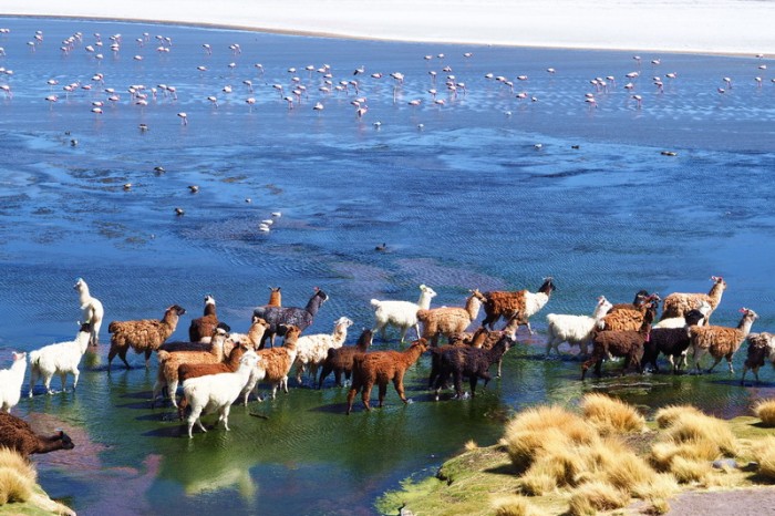 Bolivia - Day 5 of the Laguna Route: Llamas crossing Laguna Colorado