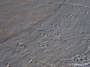 Day 7 of the Laguna Route: Flamingo tracks