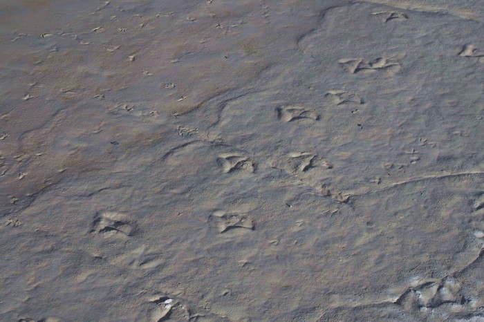 Bolivia - Day 7 of the Laguna Route: Flamingo tracks