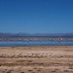 Lagu Uru Uru with flamingos, near Oruro