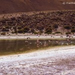 Flamingos on the way to Machuca