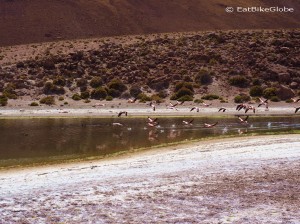 Flamingos on the way to Machuca