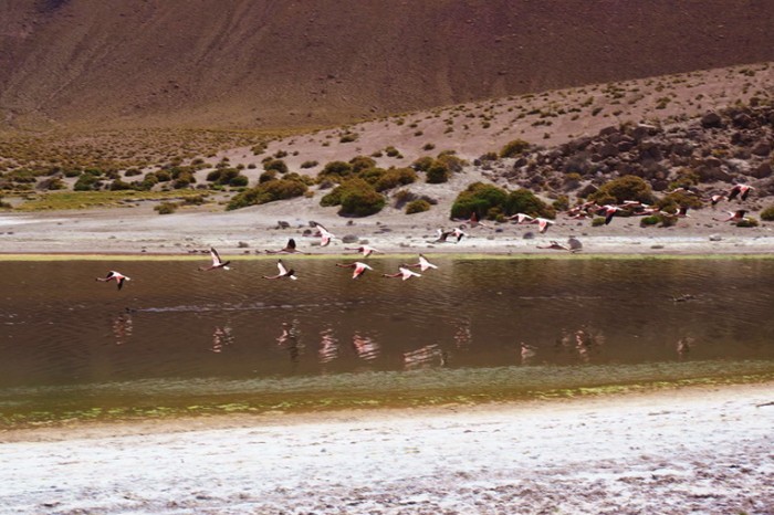 Chile - Flamingos on the way to Machuca