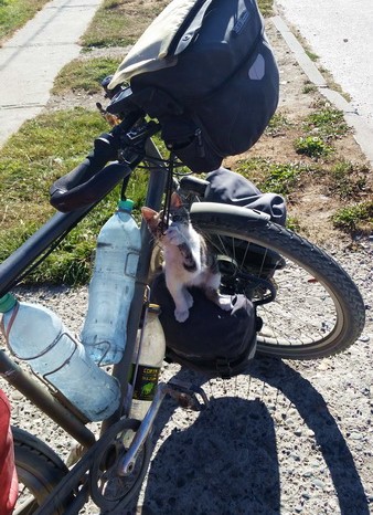 Chile - This little kitten was fascinated by our panniers!