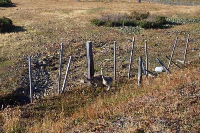 Chile  - We saw rheas on our way to Punta Arenas