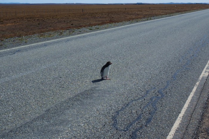 Argentina  - Penguin crossing!