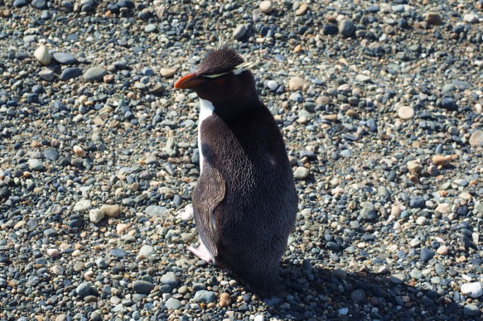 Argentina  - We came across this little migratory Rockhopper Penguin - what a cutie!